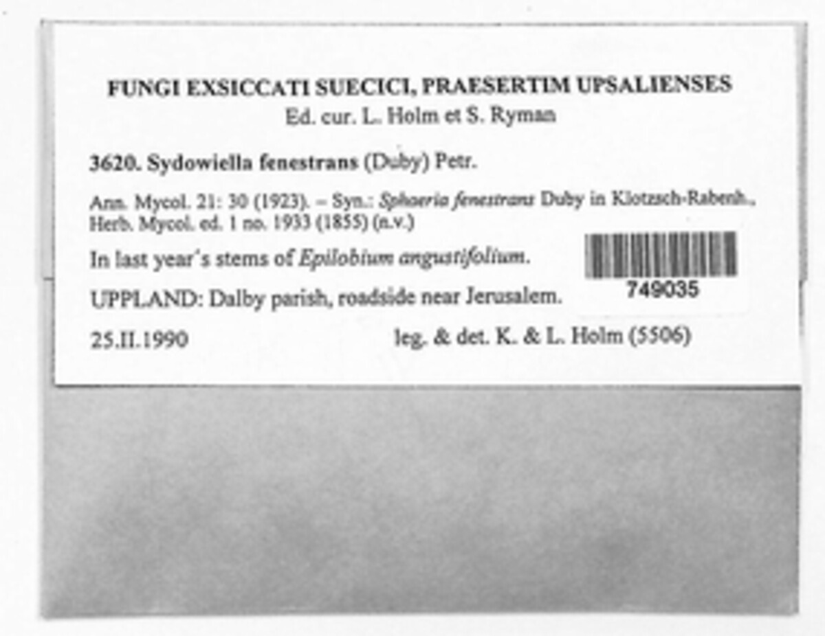 Sydowiella fenestrans image